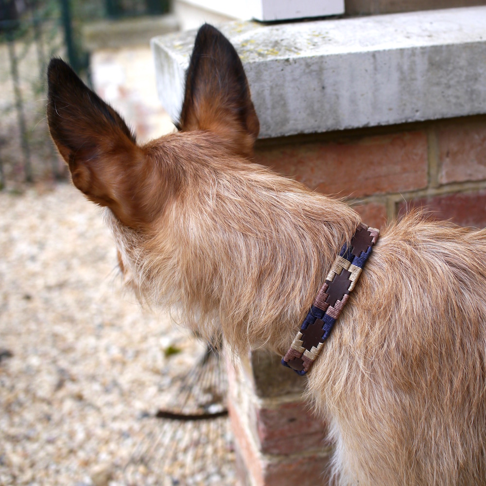 Hambleden Pampi Medium Polo Dog Collar