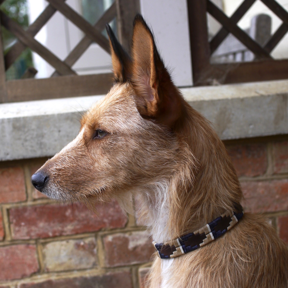 Blenheim Pampi Dog Collar in a size Medium