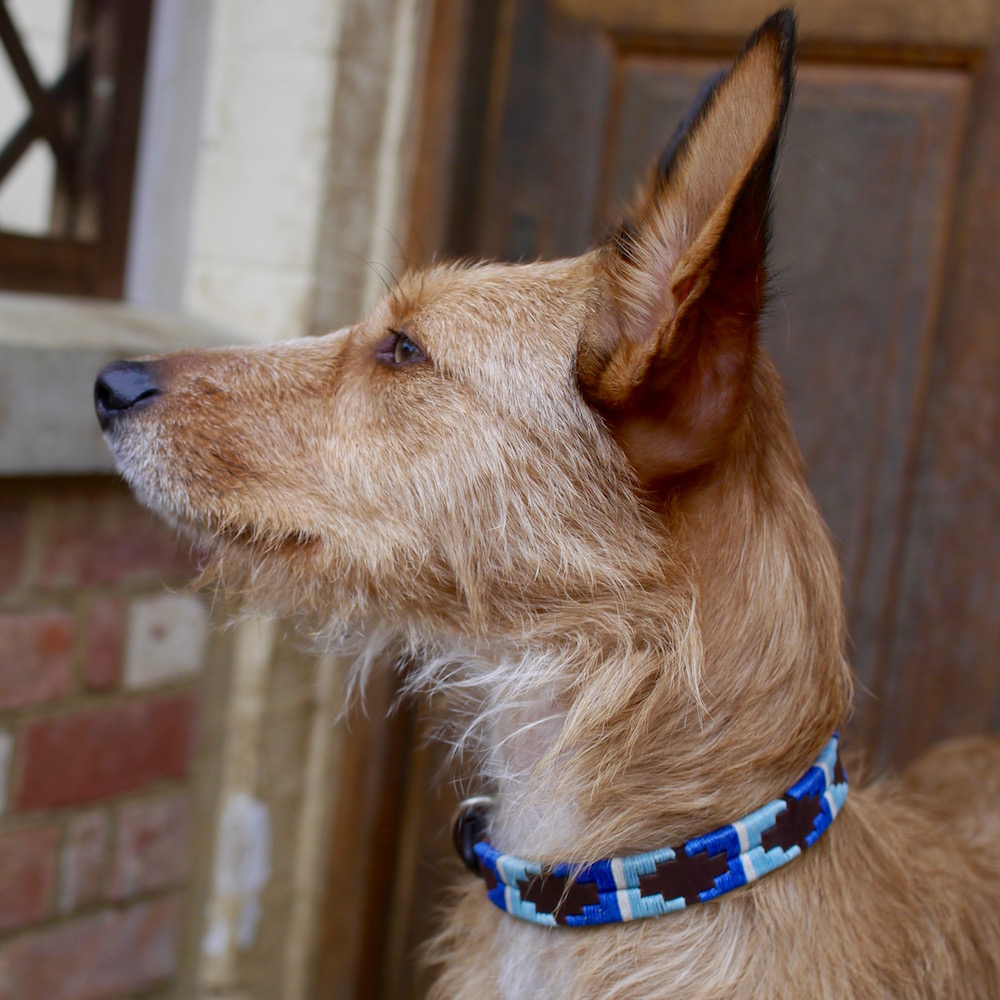 Lucia Pampi Argentinean Polo Dog Collar